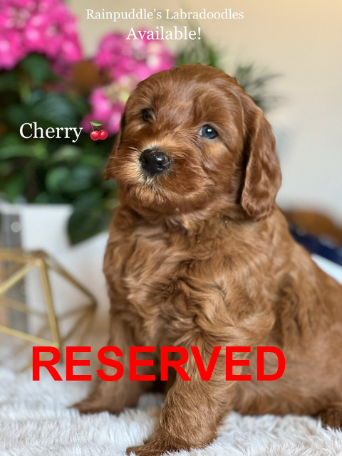 Red Labradoodle puppy named Cherry, with