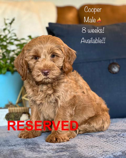 Golden-brown puppy named Cooper, male, 8 weeks old, sitting, with