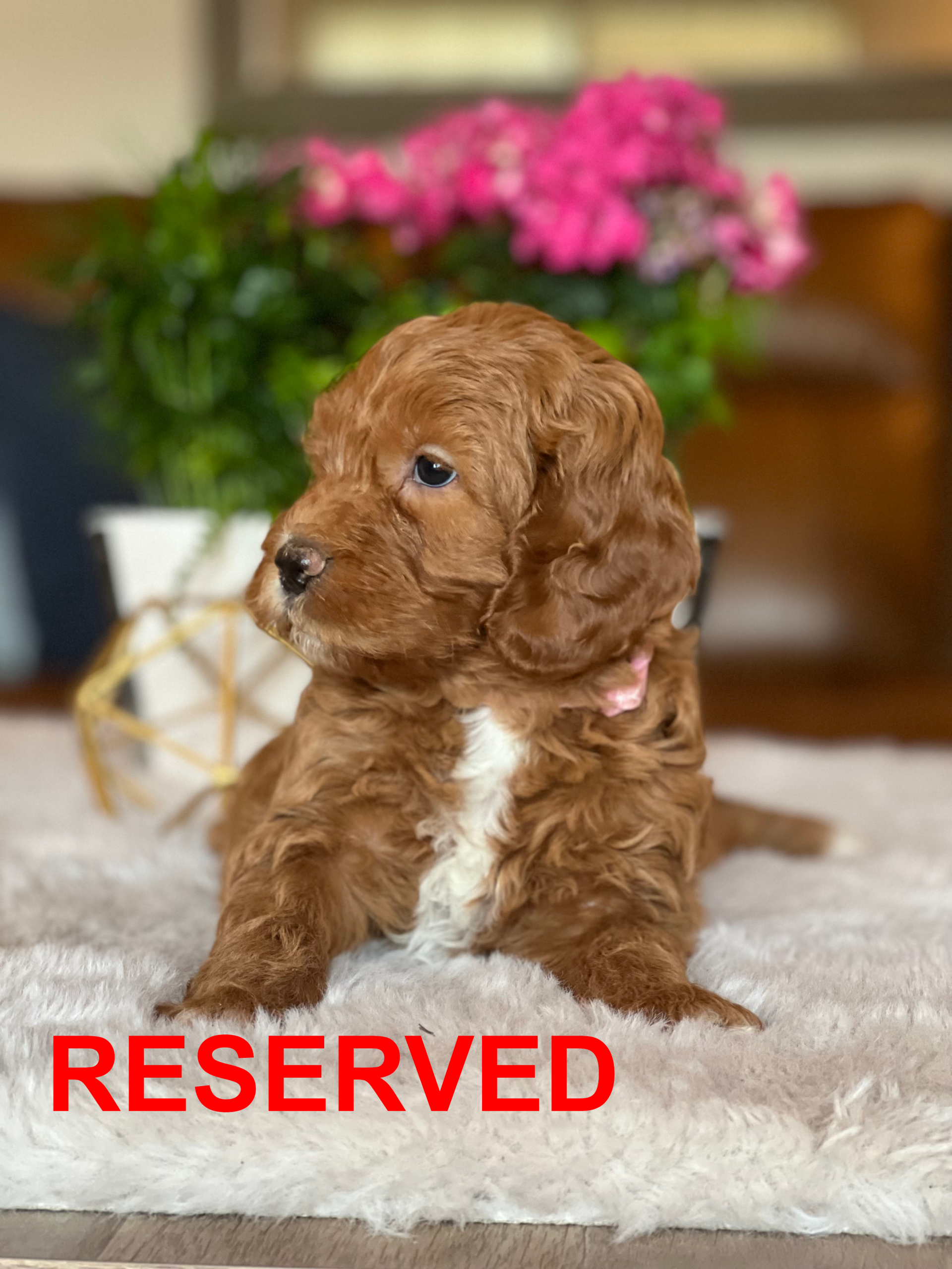 Brown puppy with curly fur and white chest, wearing a pink collar, sitting on a fluffy surface.
