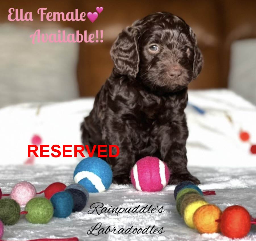 A brown Labradoodle puppy with