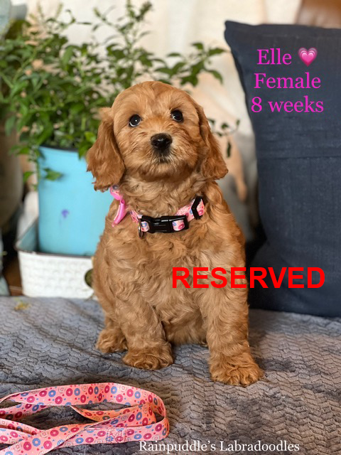 Golden-brown puppy named Elle, 8 weeks old, wearing a pink collar.