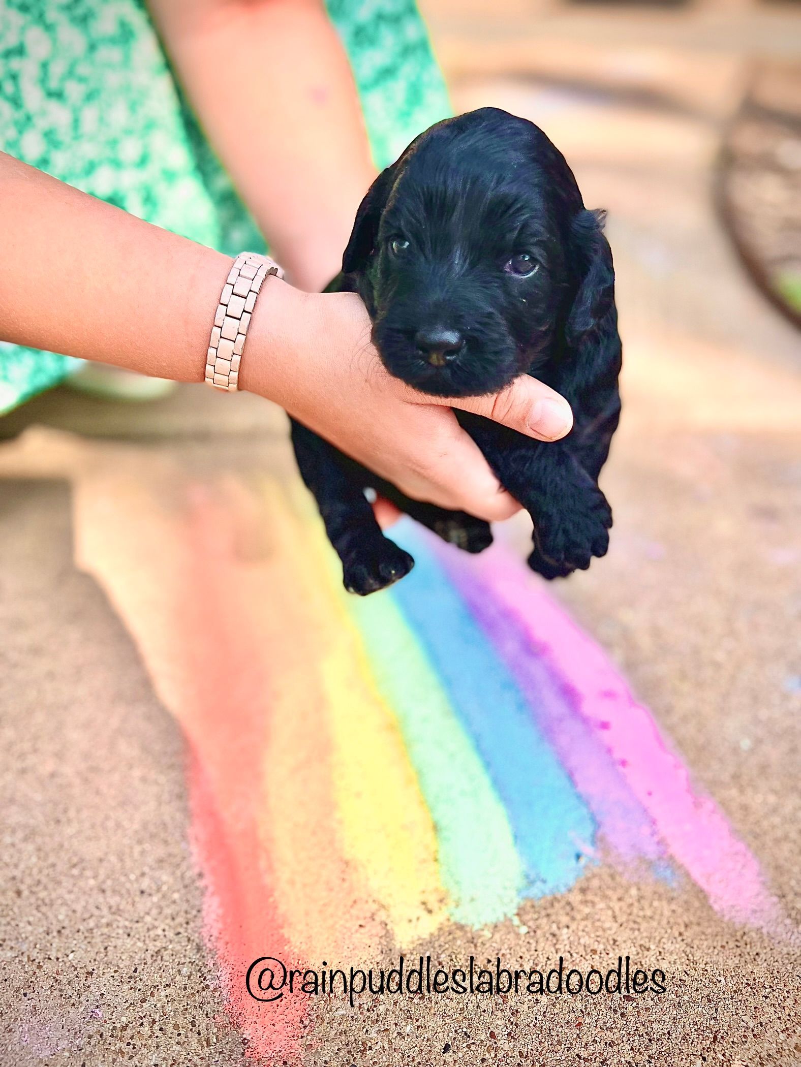 Black puppy held in hands above a rainbow chalk drawing on concrete.
