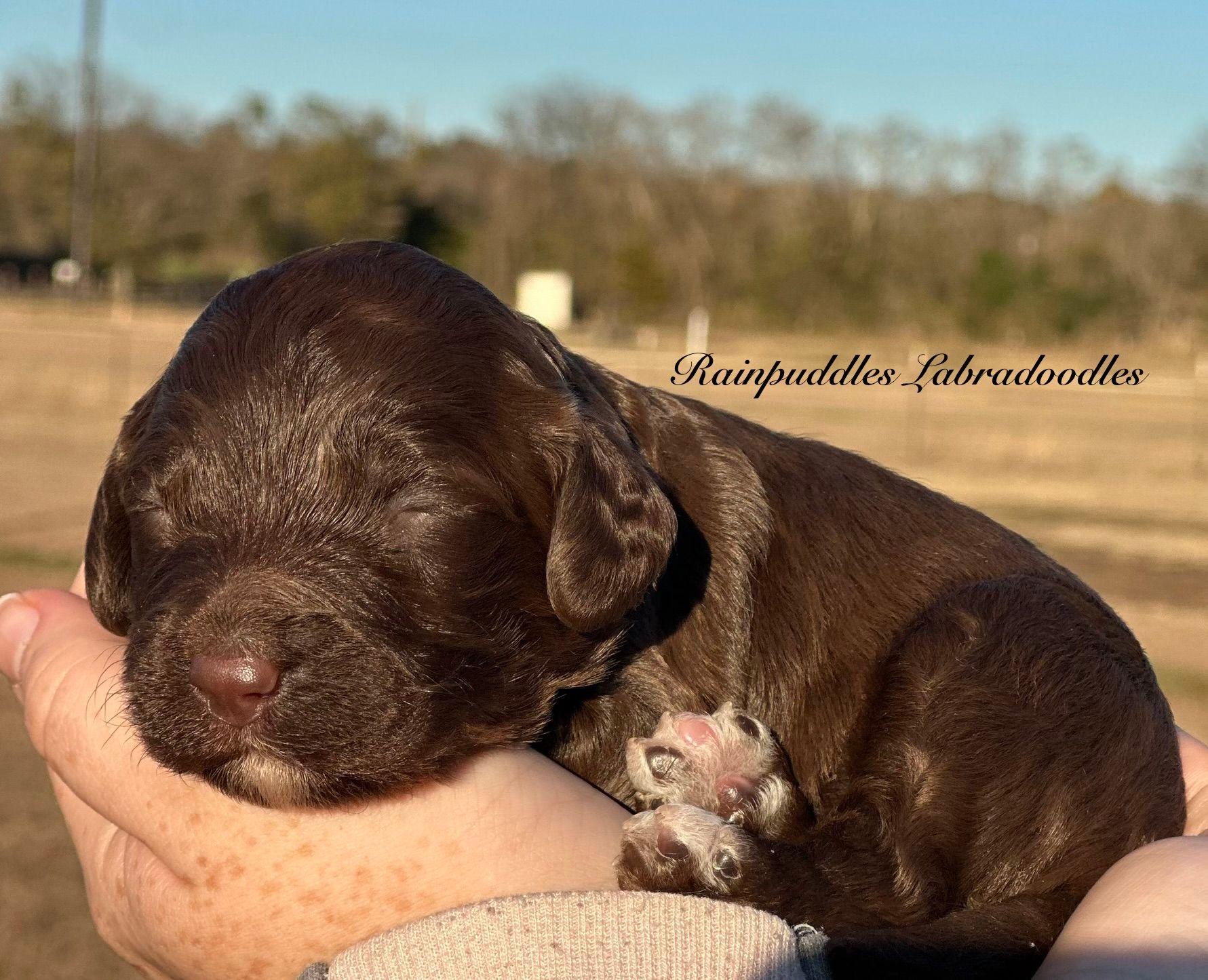 Brown Goldendoodle dog sitting on a light green chair in a kitchen.