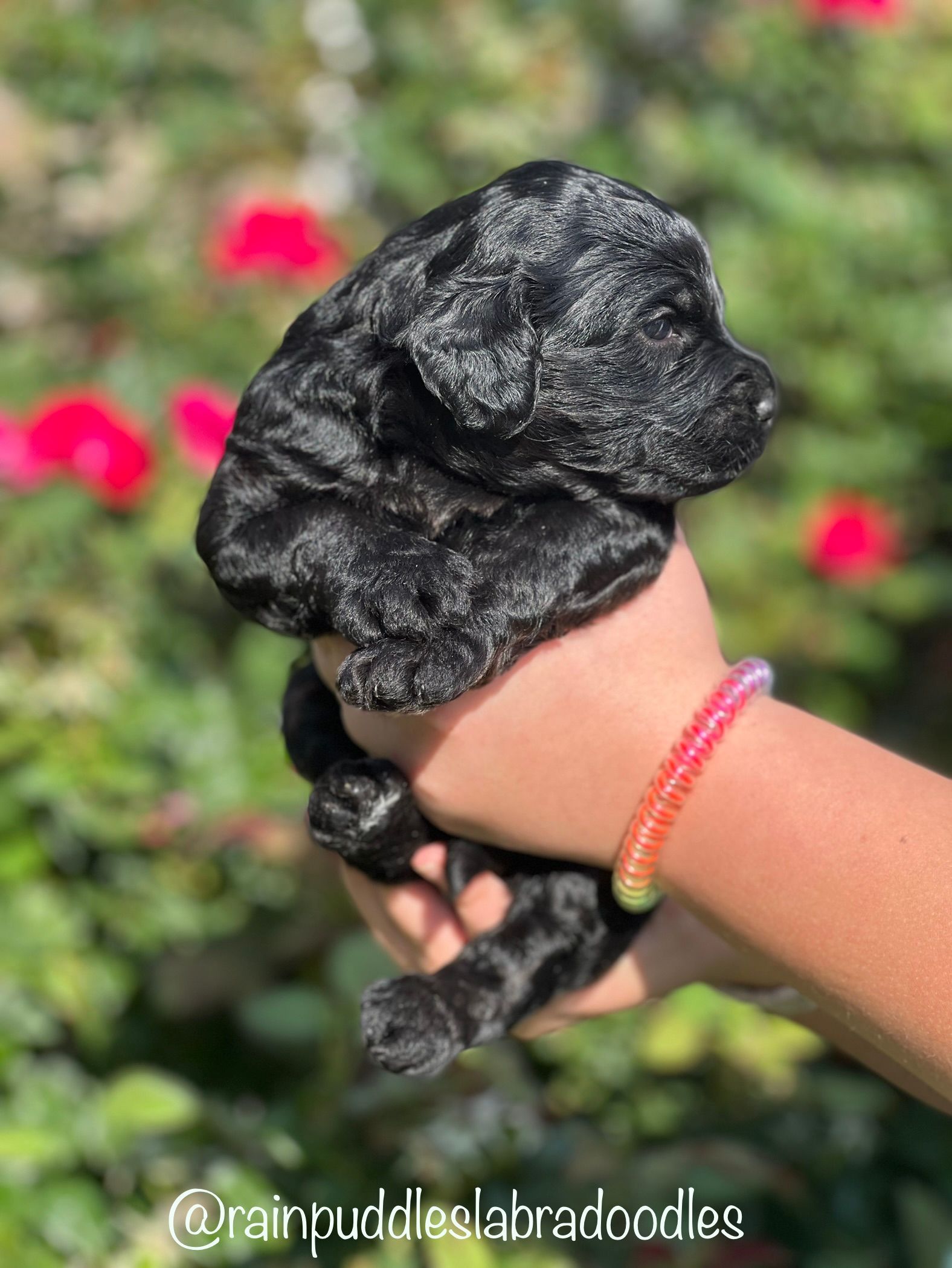Black puppy being held, with a colorful bracelet and blurry red flowers in the background.