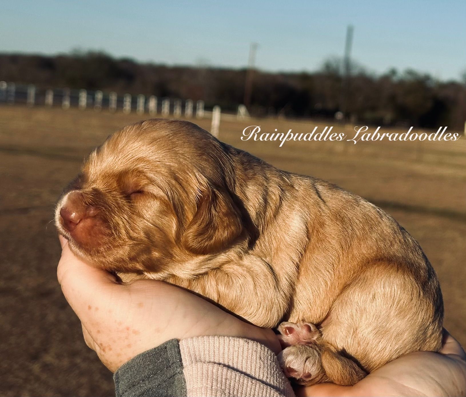 Brown Goldendoodle dog sitting on a light green chair in a kitchen.