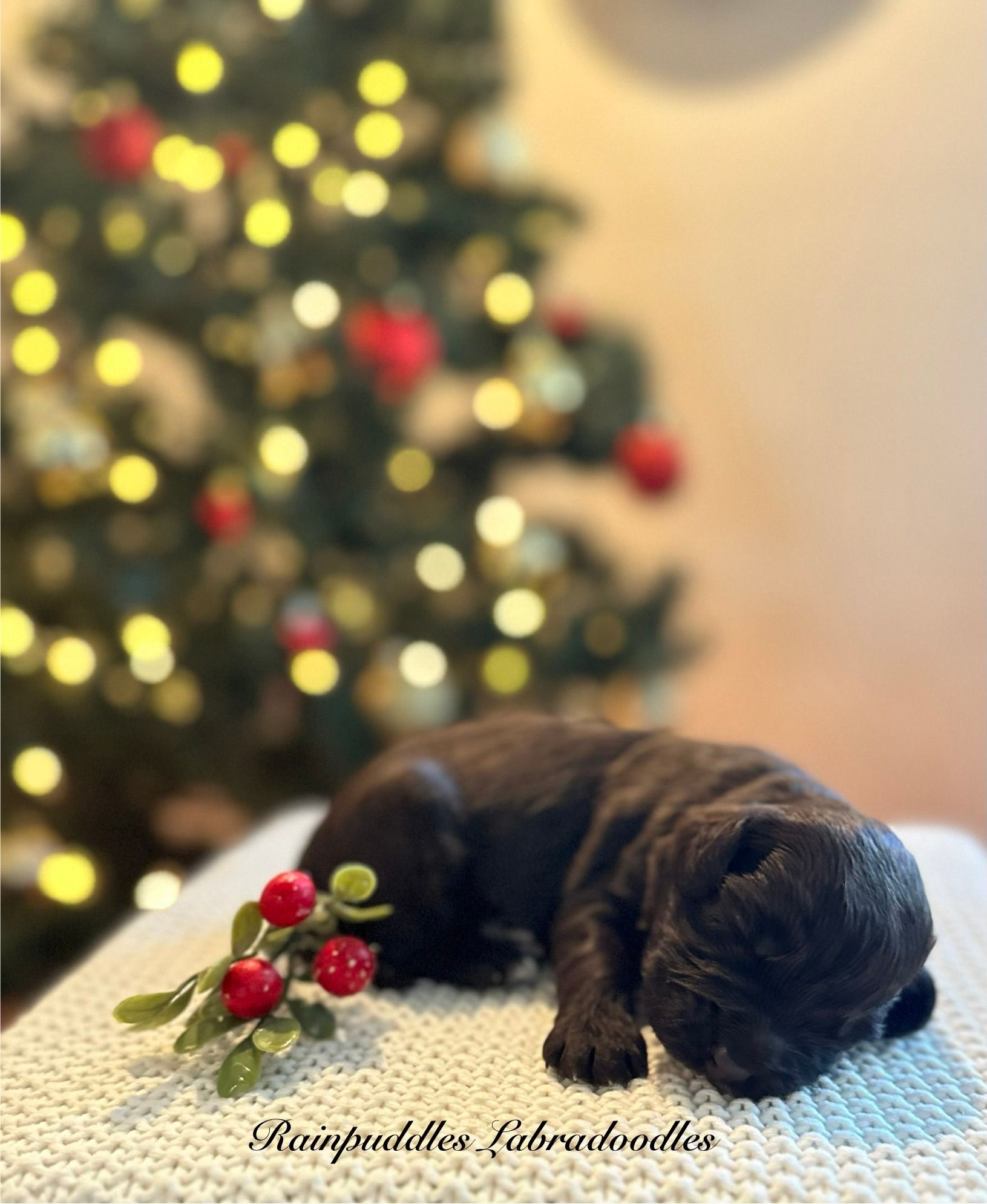 Brown Goldendoodle dog sitting on a light green chair in a kitchen.