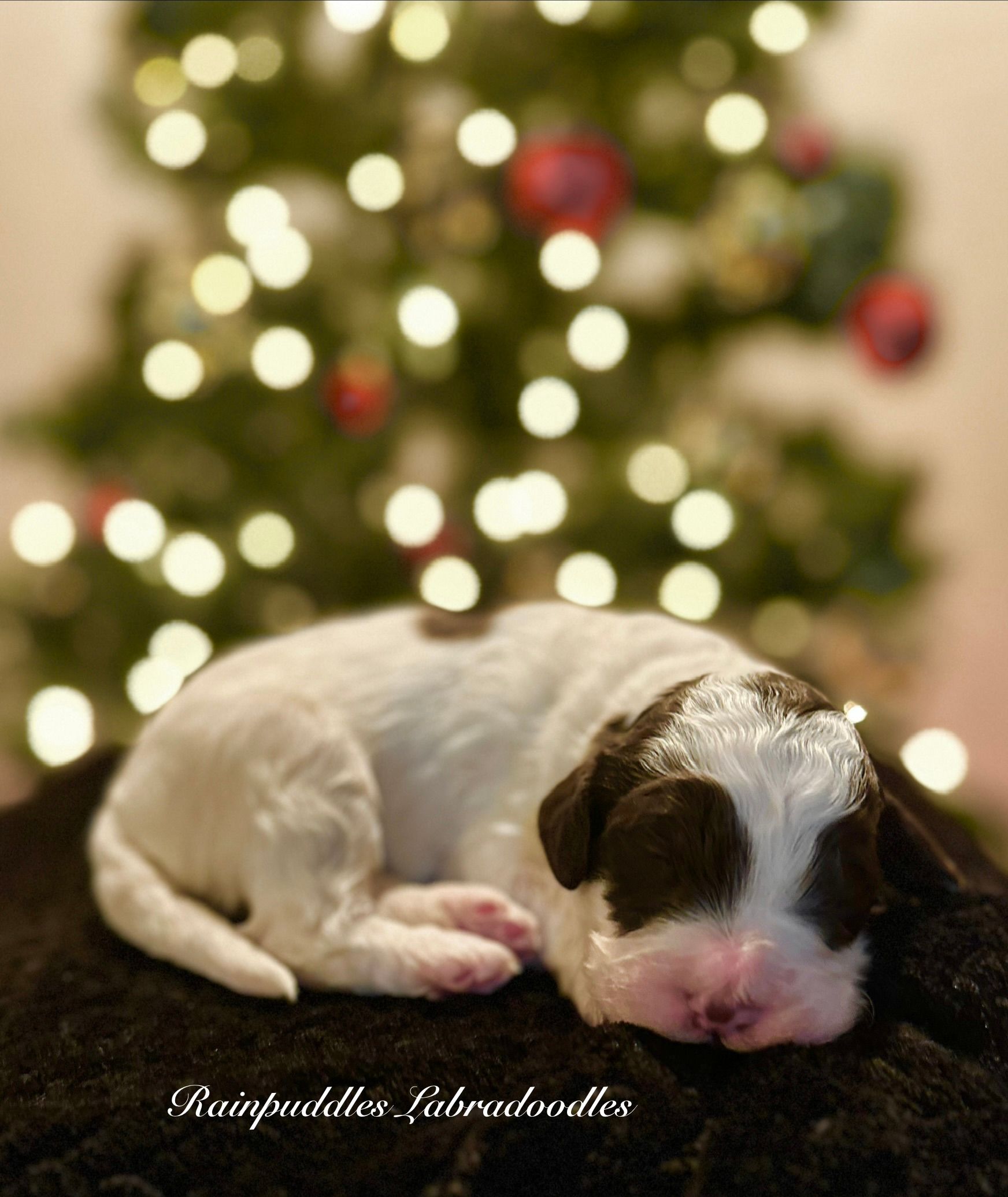 Brown Goldendoodle dog sitting on a light green chair in a kitchen.