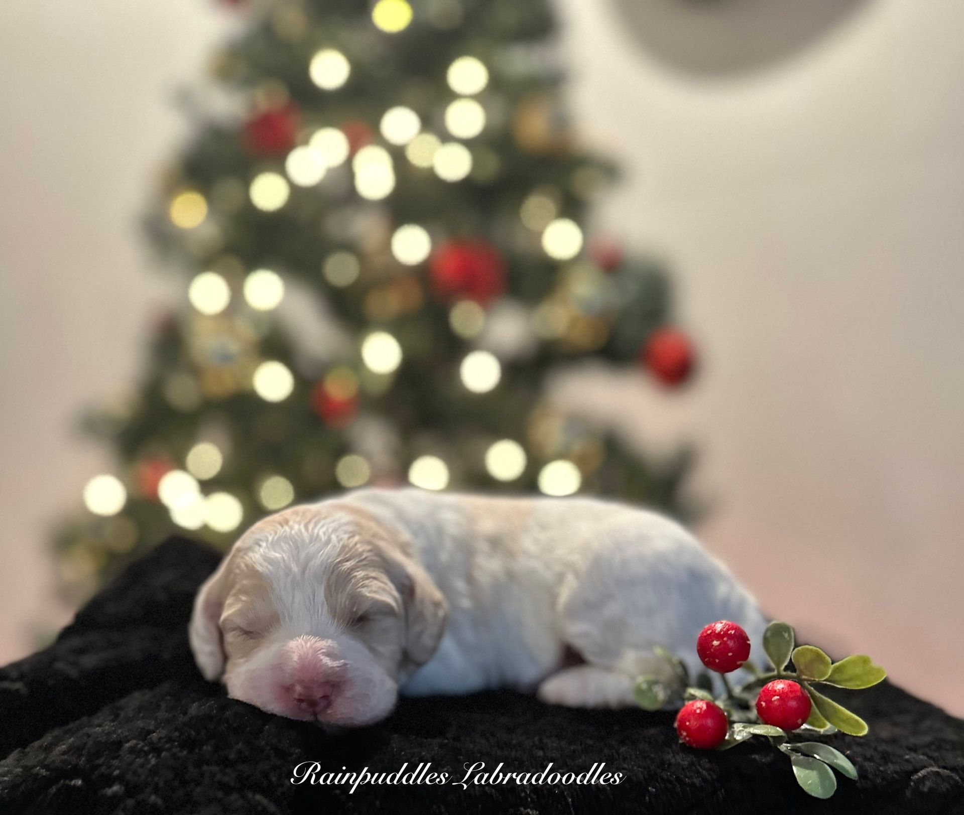 Brown Goldendoodle dog sitting on a light green chair in a kitchen.