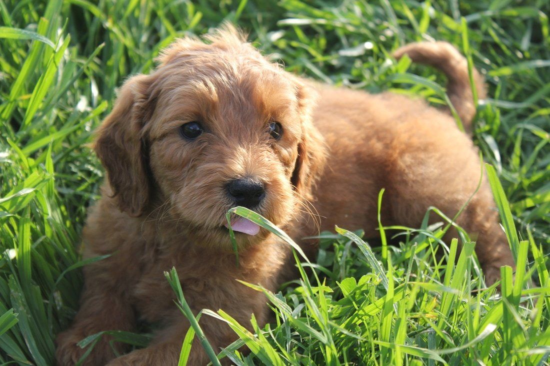 Labradoodle Puppy Pricing