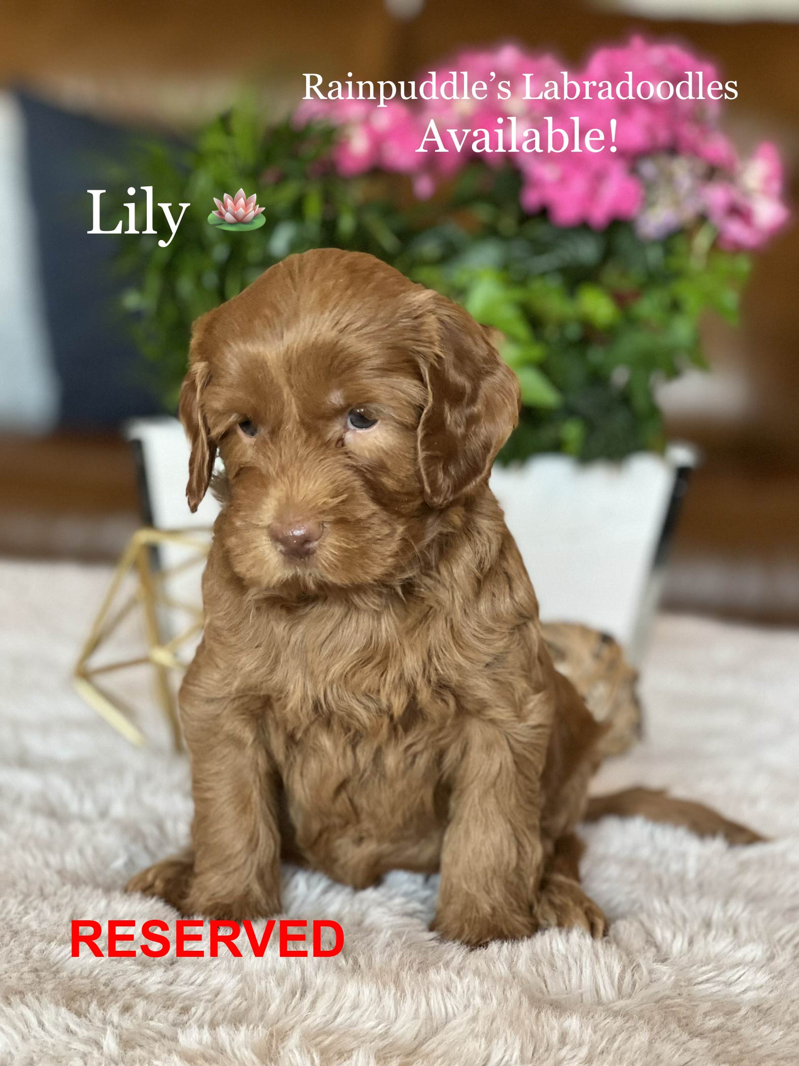 Brown Labradoodle puppy named Lily, sitting on a fluffy rug, with