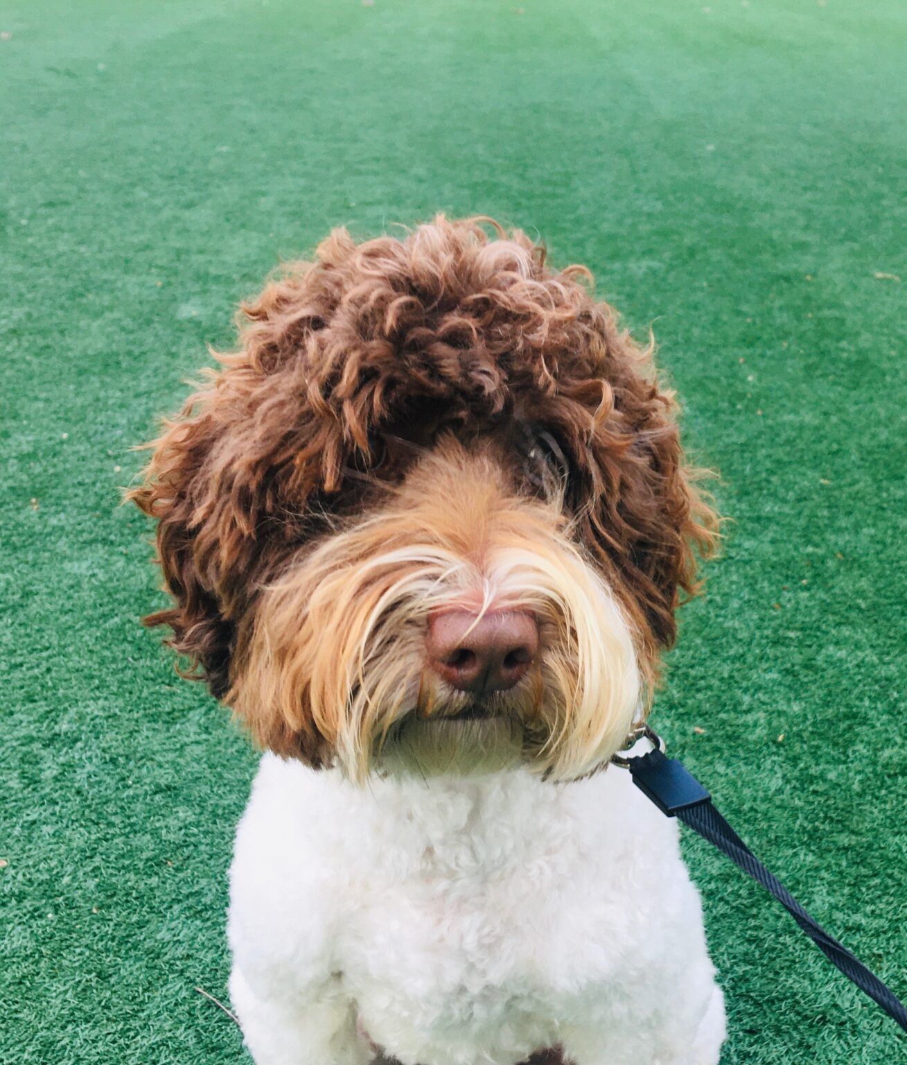 Brown and white dog with curly fur on a green lawn.