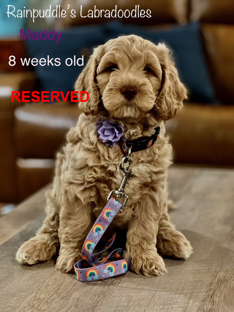 A brown Labradoodle puppy wearing a flower and leash is marked as