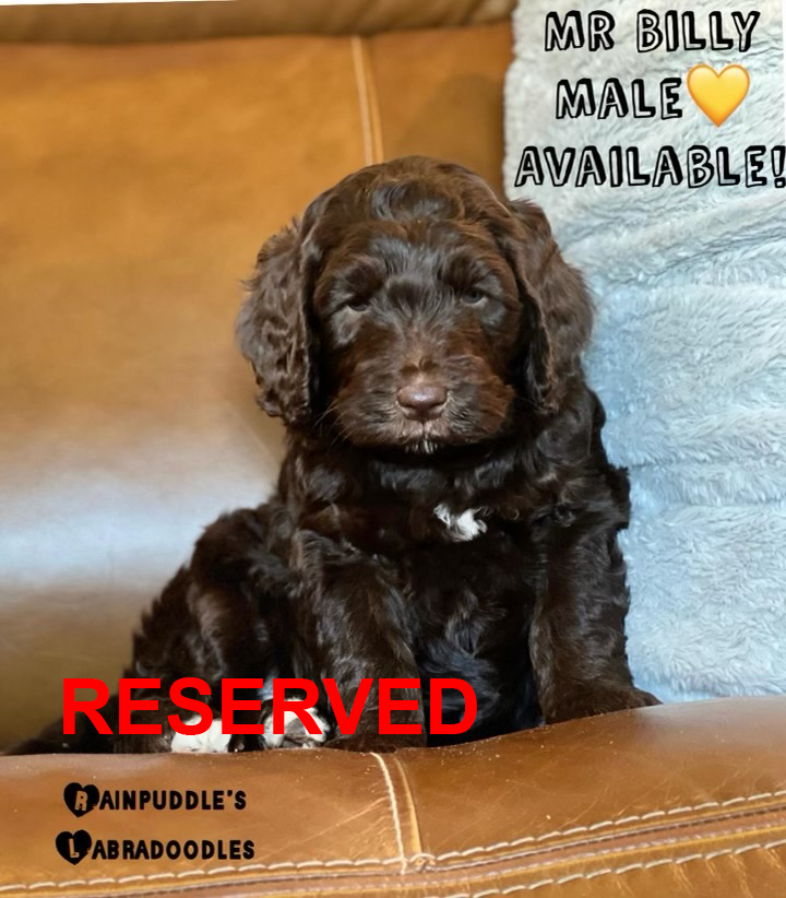 Chocolate Labradoodle puppy,