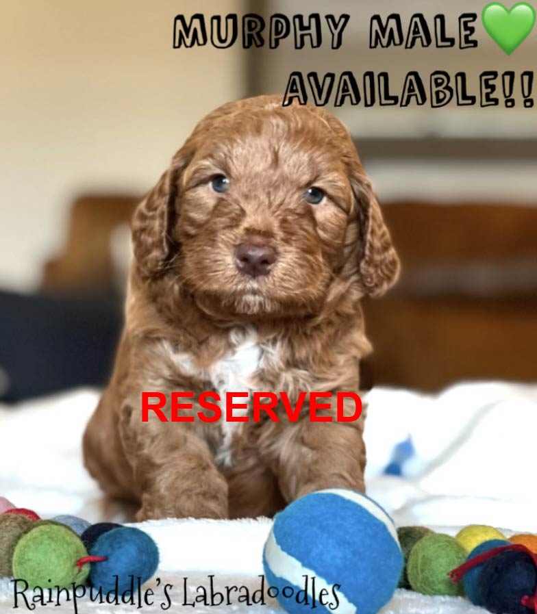 A brown Labradoodle puppy with a reserved label sitting on a blanket with toys.