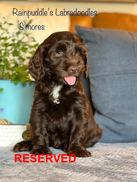 Brown Labradoodle puppy with white chest patch, tongue out, seated on a couch,