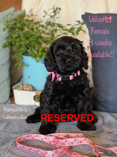 Black Cockapoo puppy wearing a pink collar, sitting on a blanket.