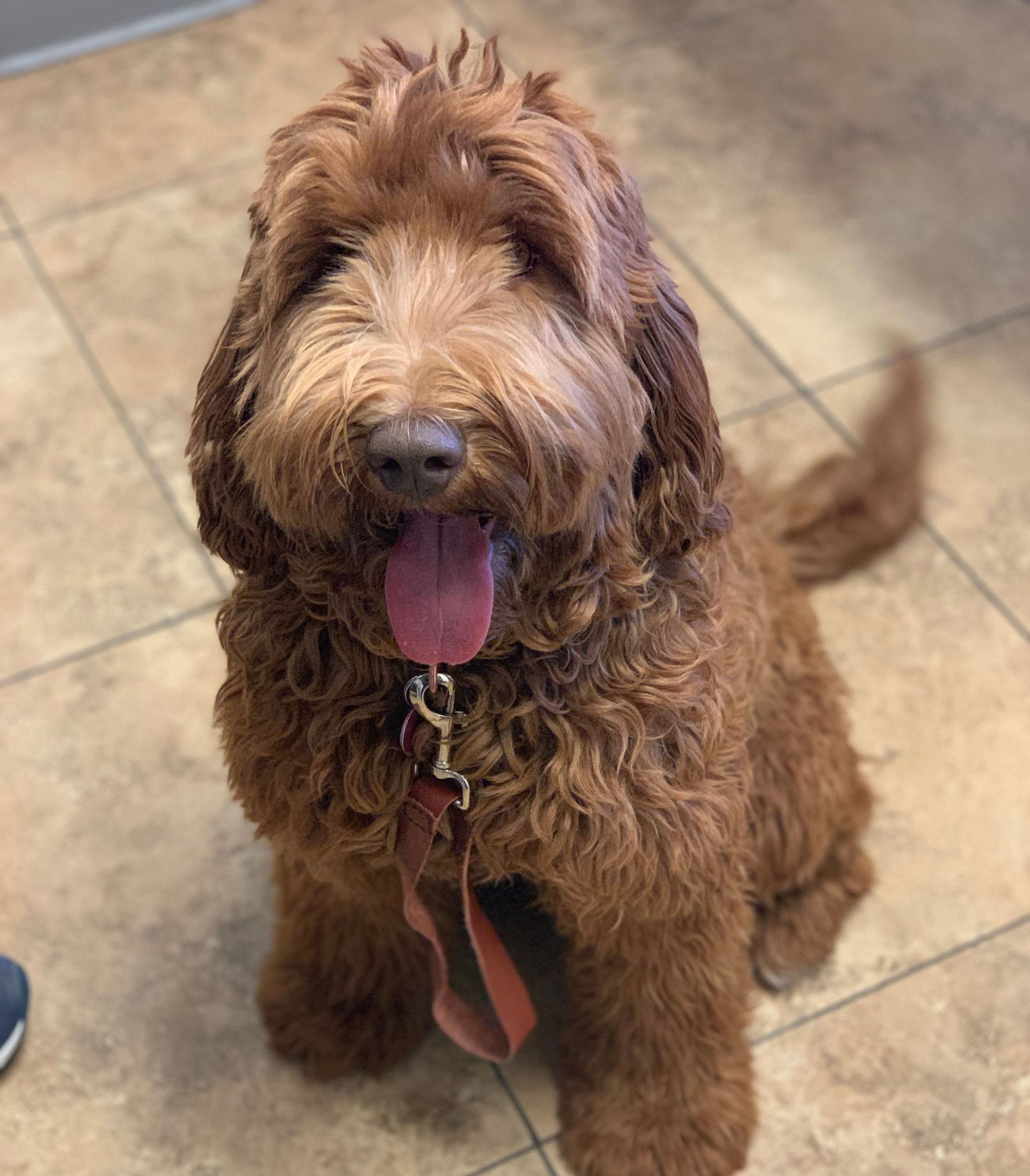 Brown Goldendoodle dog sitting, tongue out, looking at the camera.
