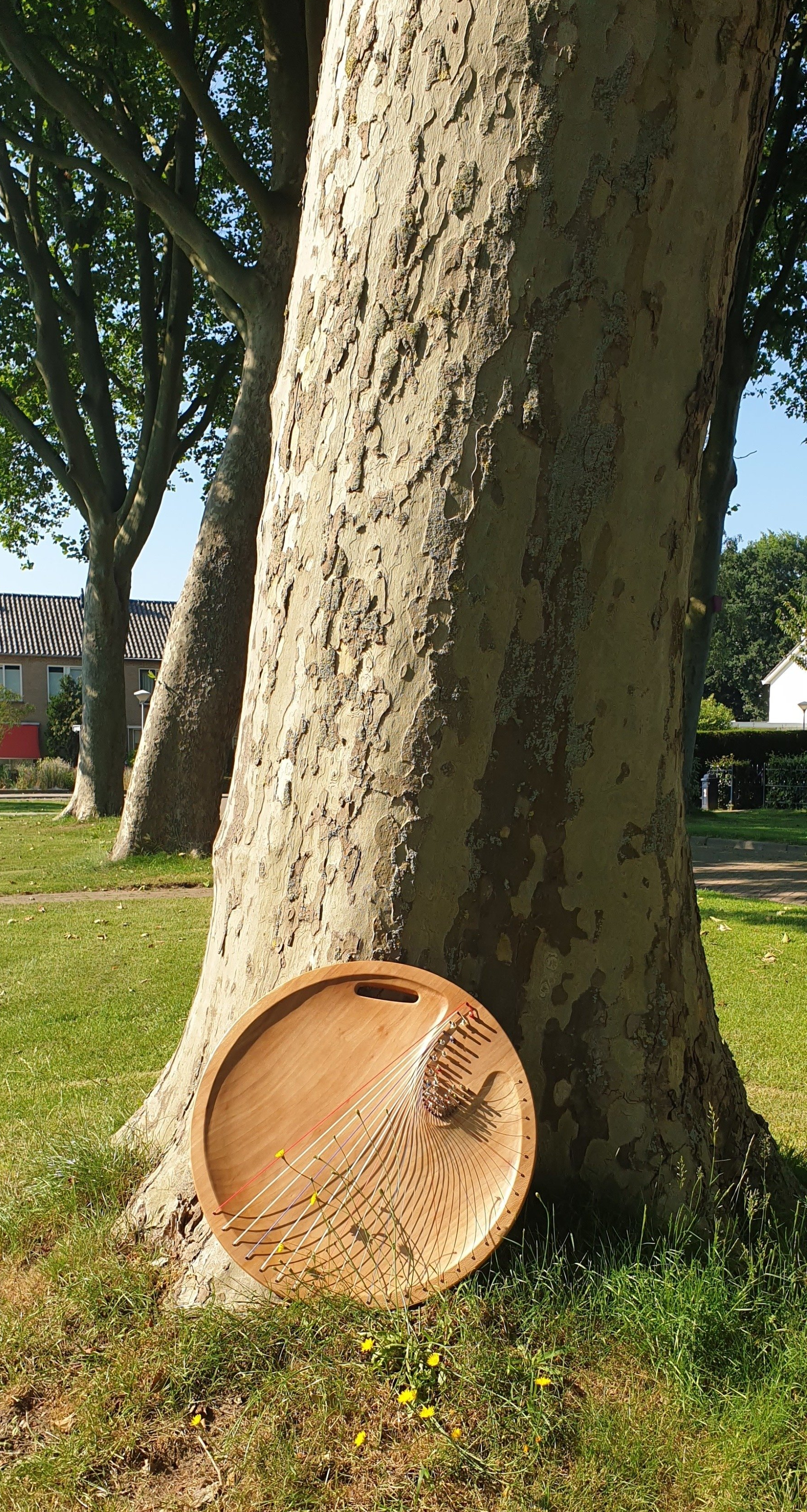 plataan platane harp harpschaal