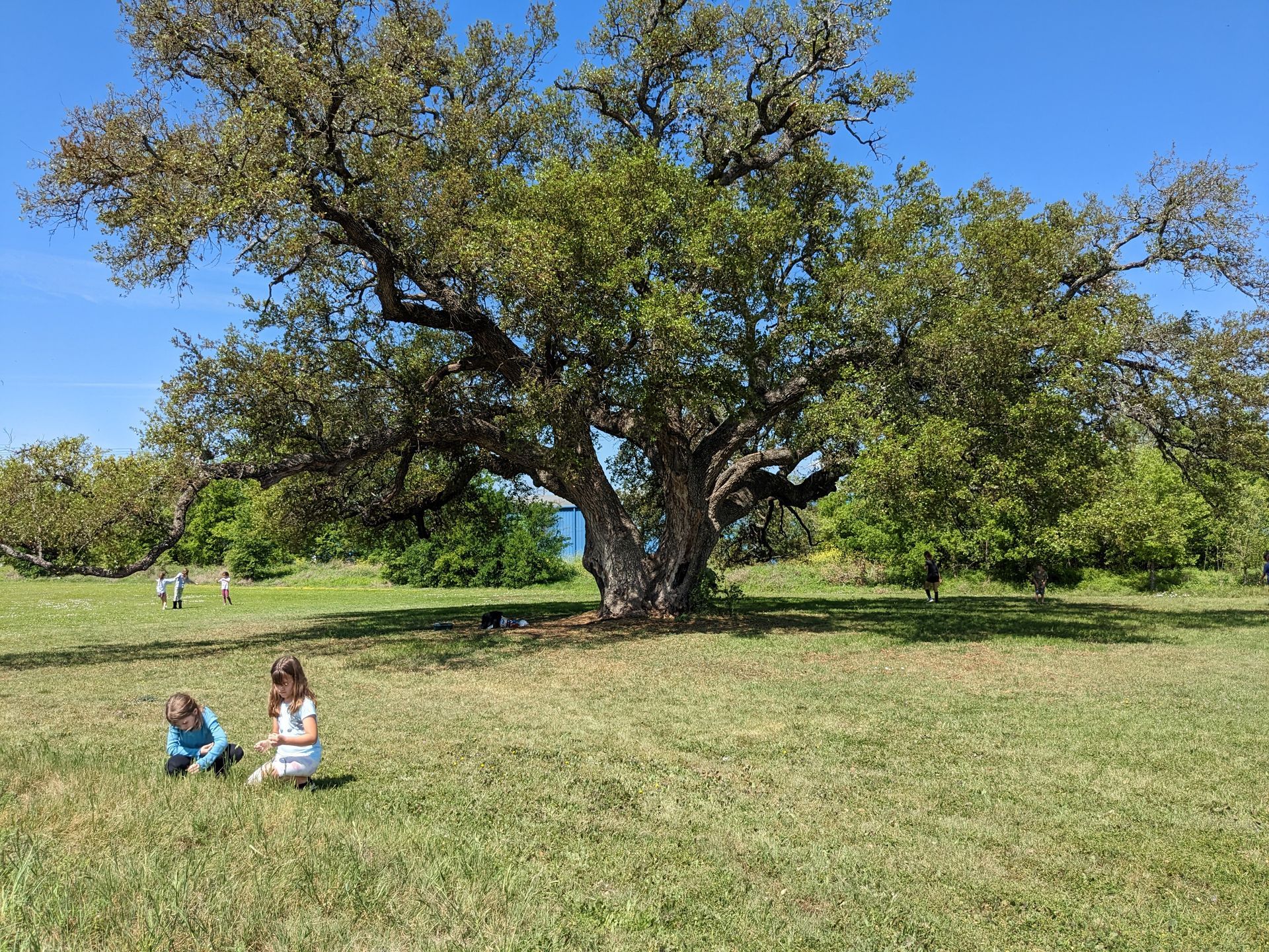 Two Montessori children sitting under a tree in a grassy field