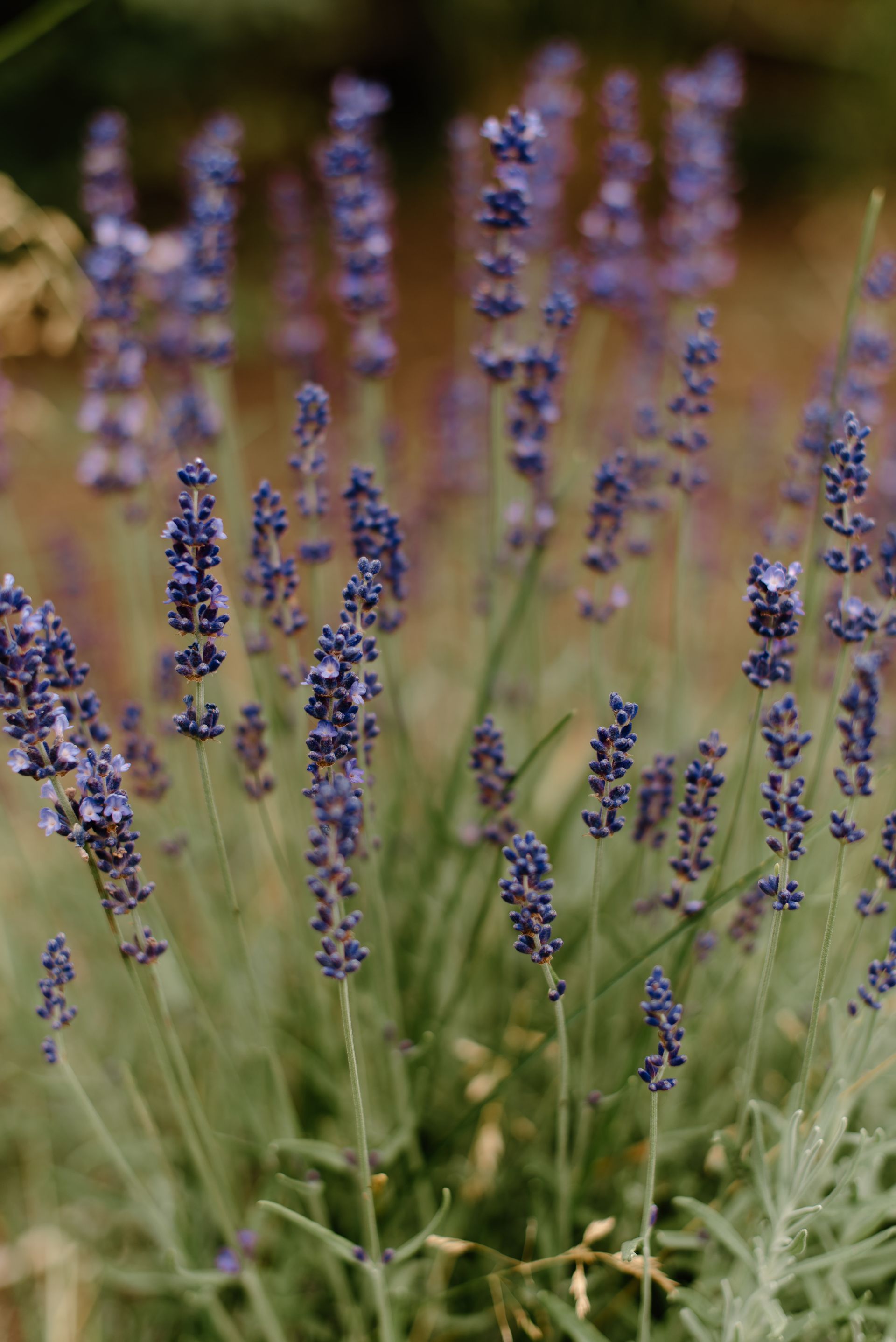 Purple lavender flowers in bloom against a blurry green and brown background.