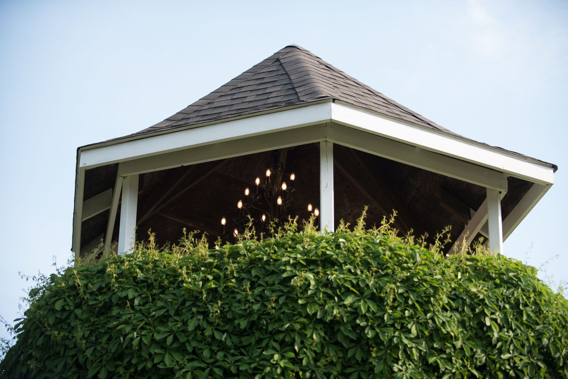 Gazebo roof with brown shingles and white trim, covered with green vines, against a clear blue sky.