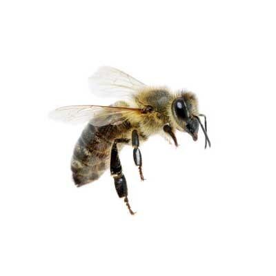 Bees, Hornets, and Wasps — Exterminator Company in Elk Grove Village, IL