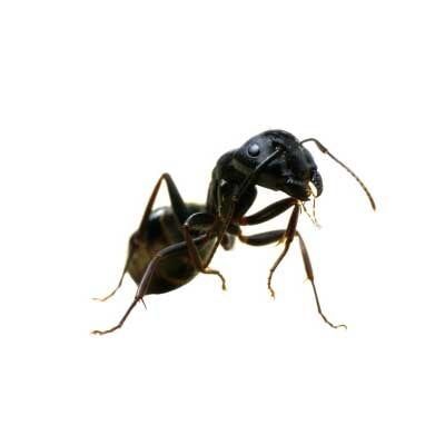 Carpenter Ants — Exterminator Company in Elk Grove Village, IL