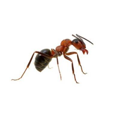 Odorous House Ants — Exterminator Company in Elk Grove Village, IL
