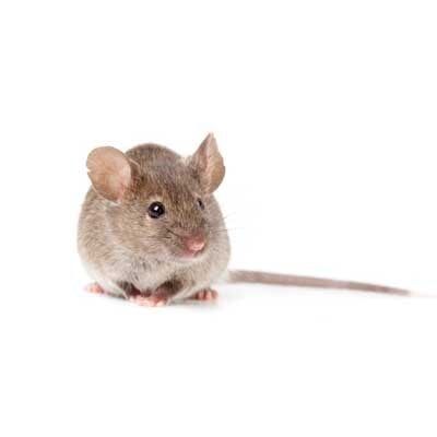 Mice — Exterminator Company in Elk Grove Village, IL