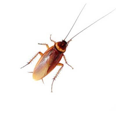 Roaches — Exterminator Company in Elk Grove Village, IL