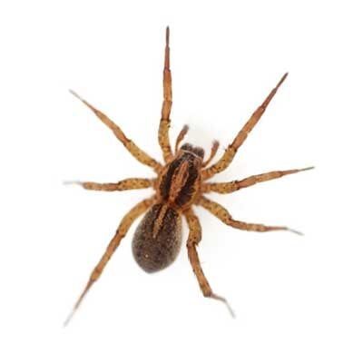 Spiders — Exterminator Company in Elk Grove Village, IL