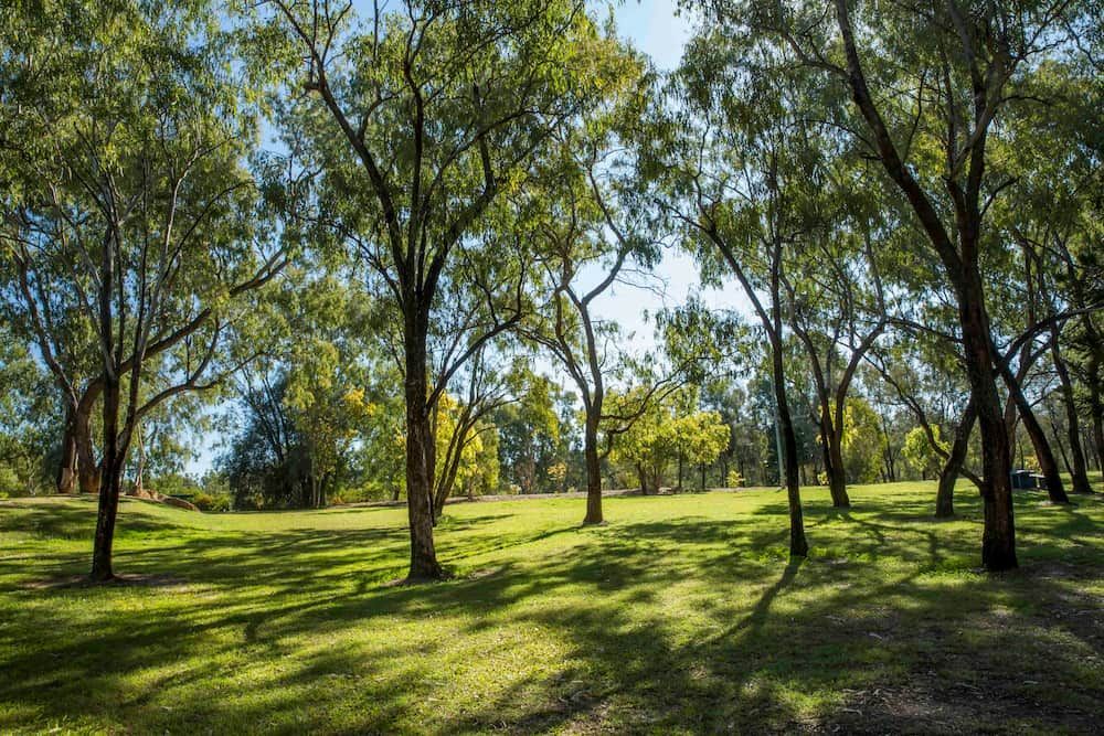 A Park With Lots Of Trees And Grass On A Sunny Day  — SureLift Crane Hire In Emerald, QLD
