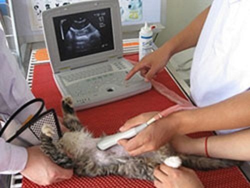 ultrasound