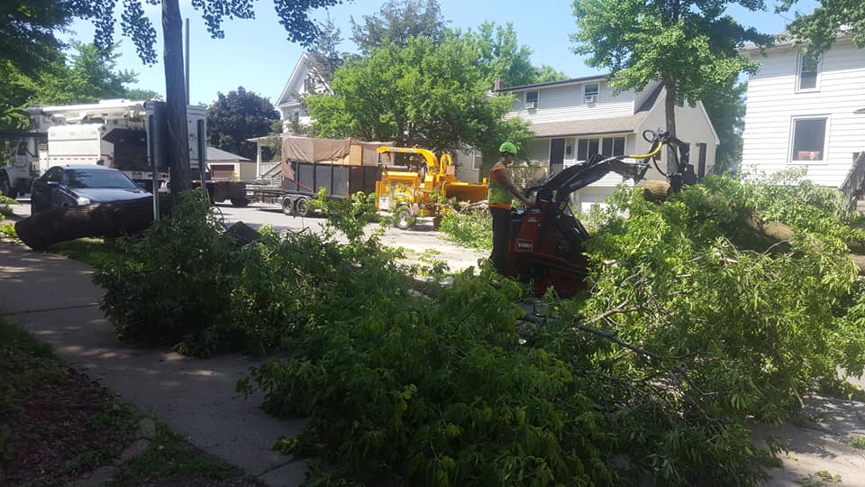 tree removal st paul