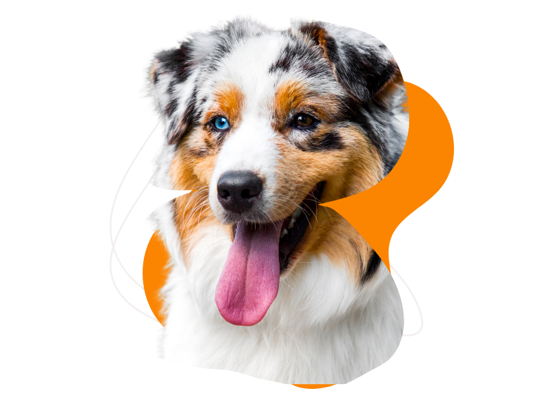 A close up of a dog with its tongue hanging out.