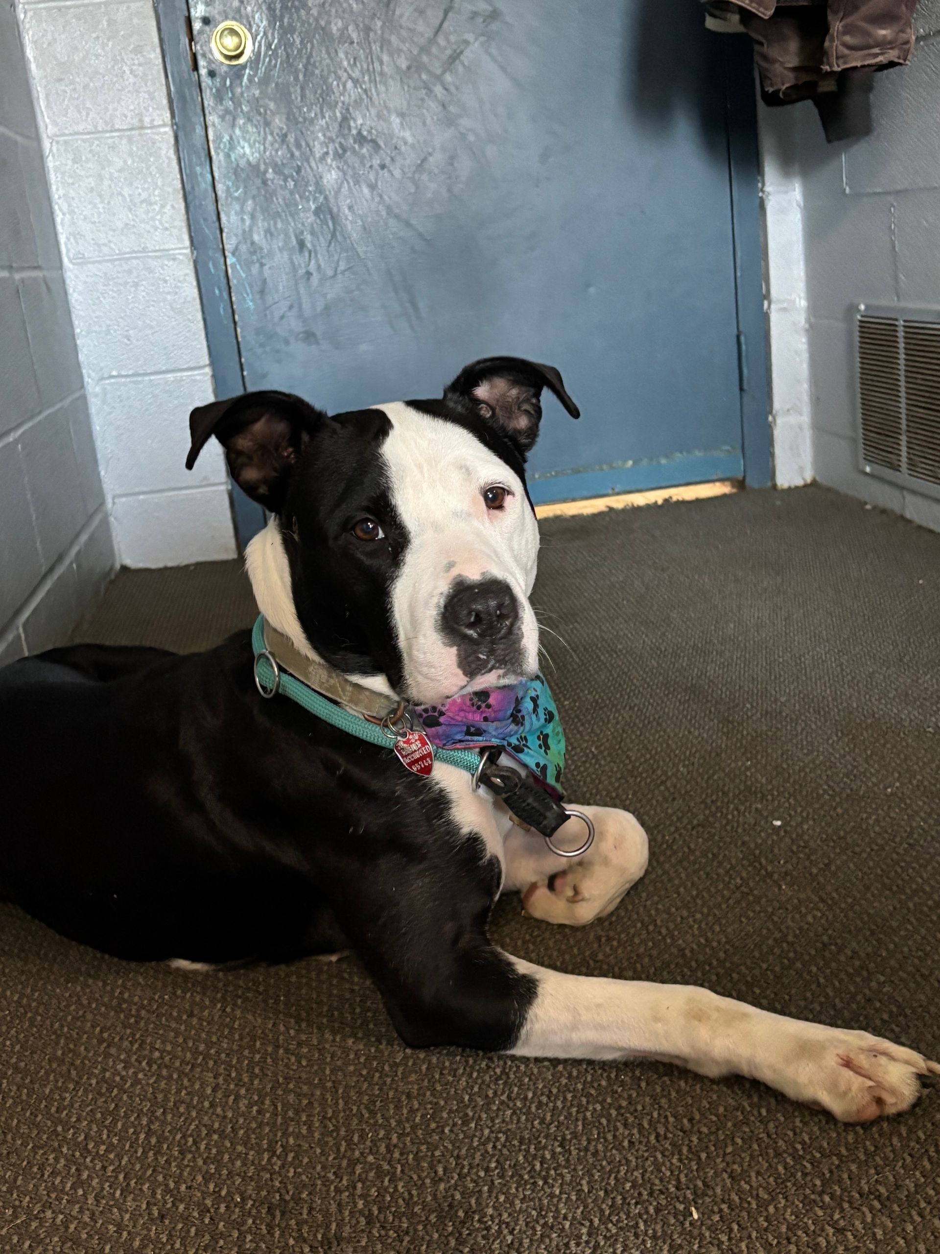 A black and white dog is laying on the floor in a room.