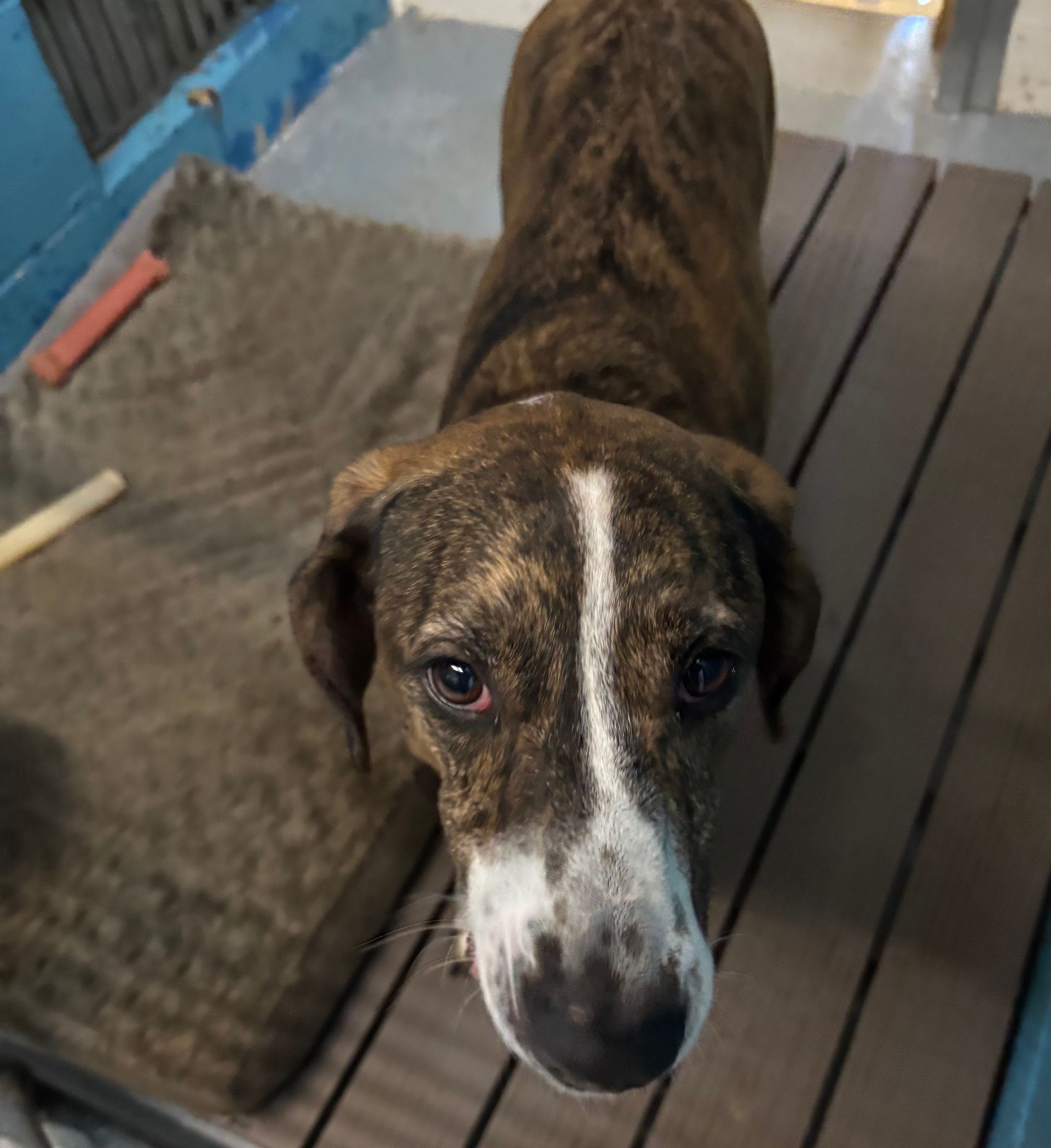 A brown and white dog is sitting on a wooden table