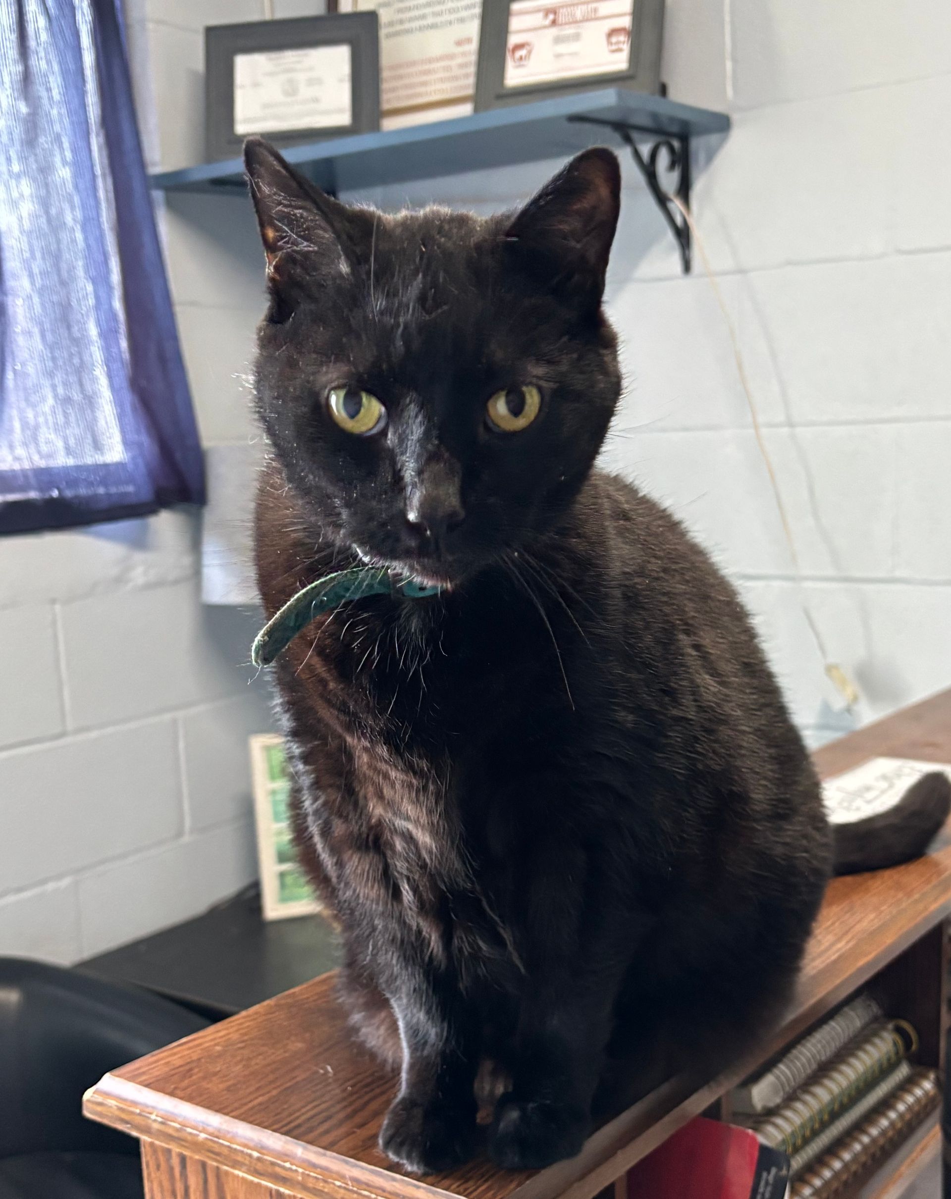 A black cat with yellow eyes is sitting on a desk