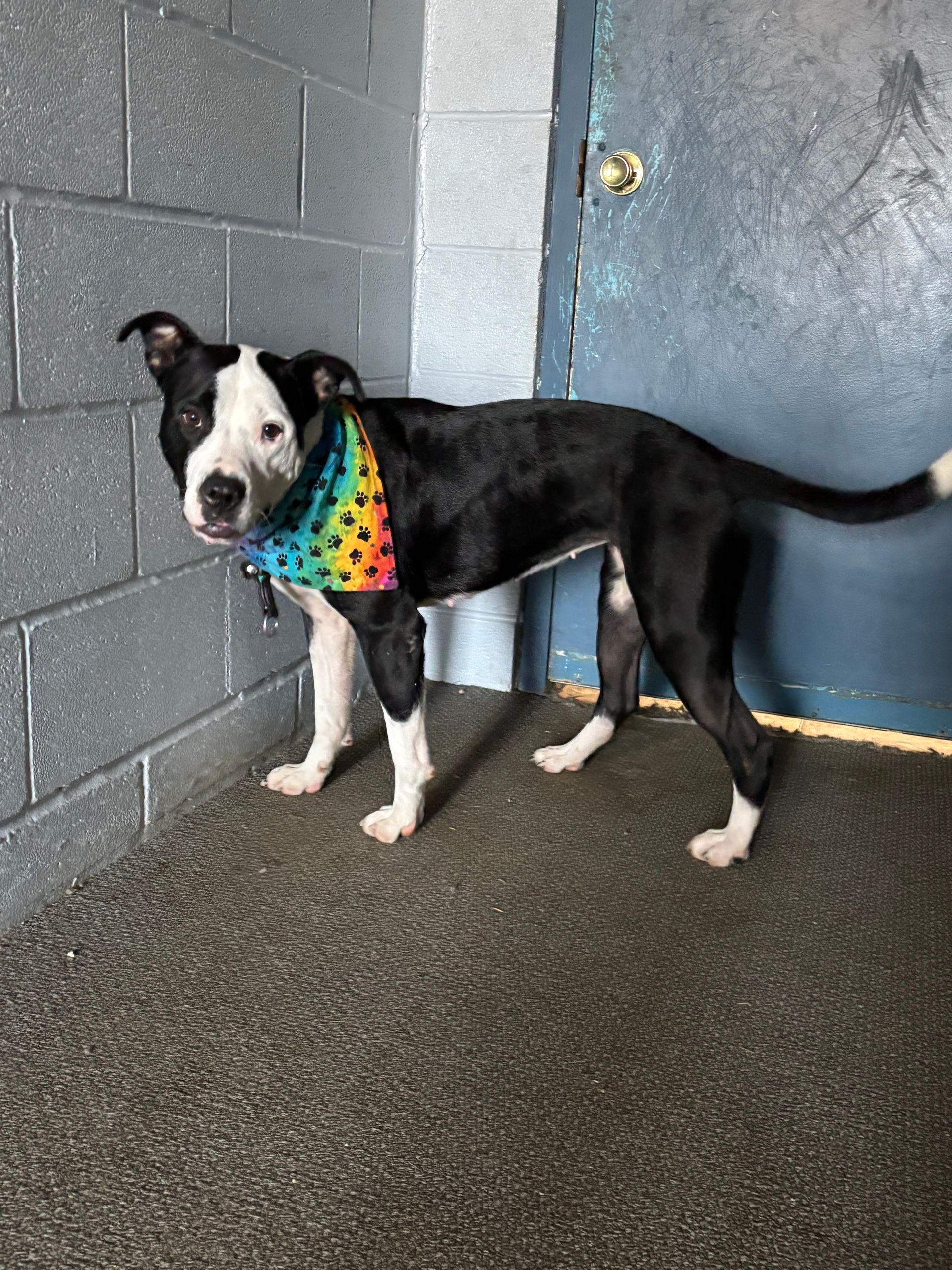 A black and white dog wearing a rainbow bandana is standing in front of a door.