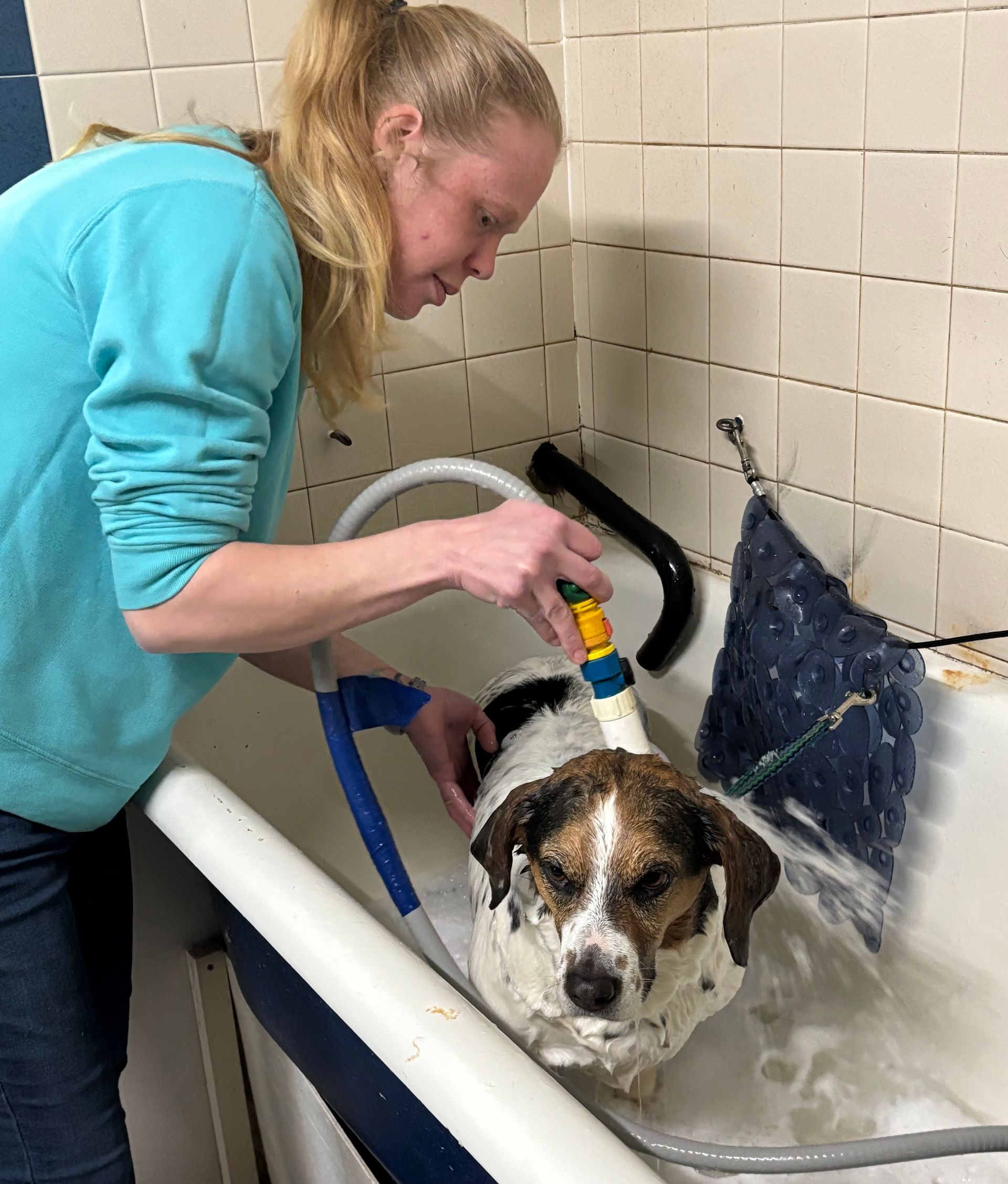 A woman is grooming a small dog on a table.