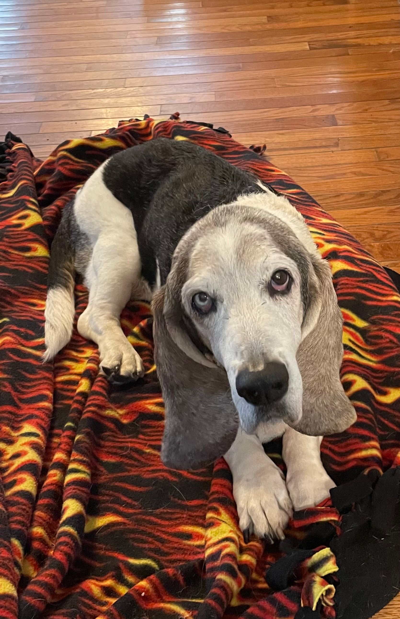 A basset hound is laying on a blanket on the floor.