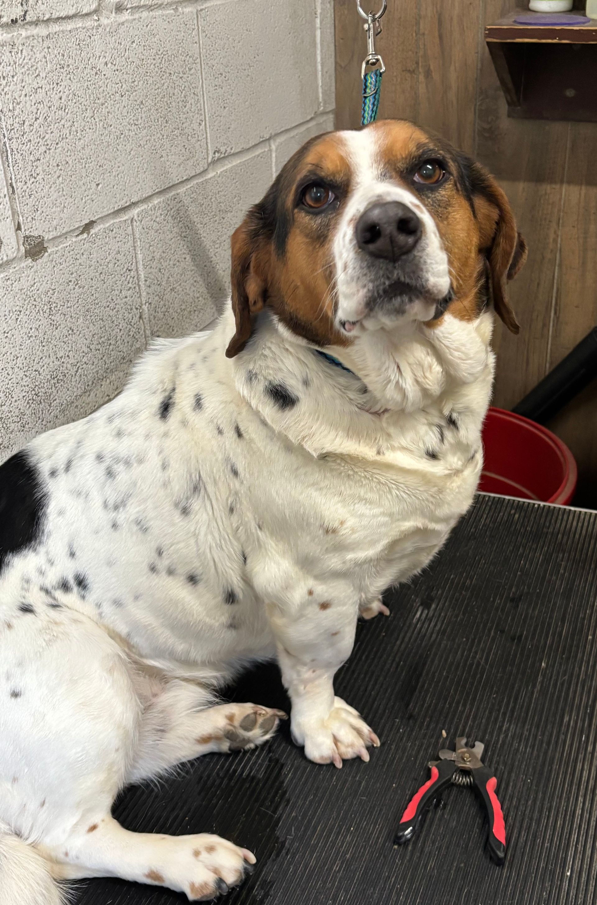 A brown and white dog is sitting on a table next to a pair of scissors.