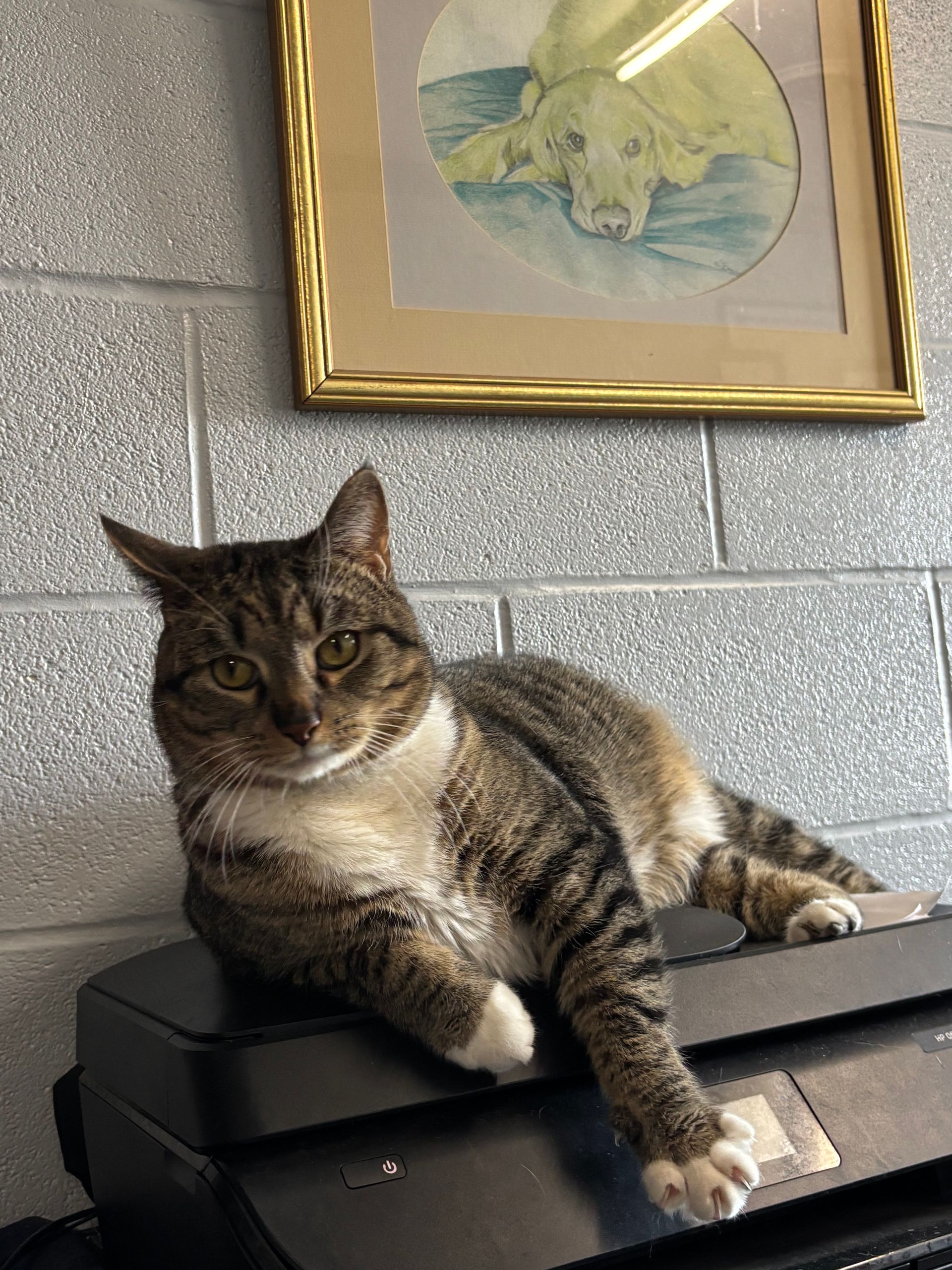 A cat is laying on top of a printer under a picture of a dog.