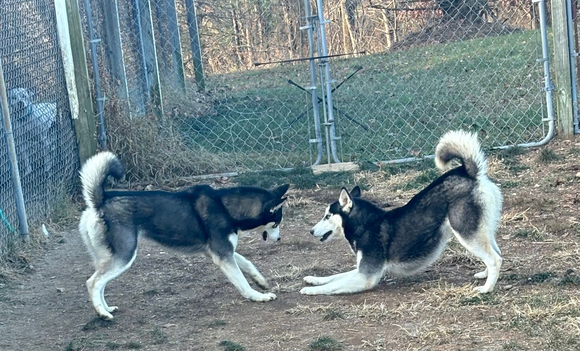 Two husky dogs are playing with each other in a park.
