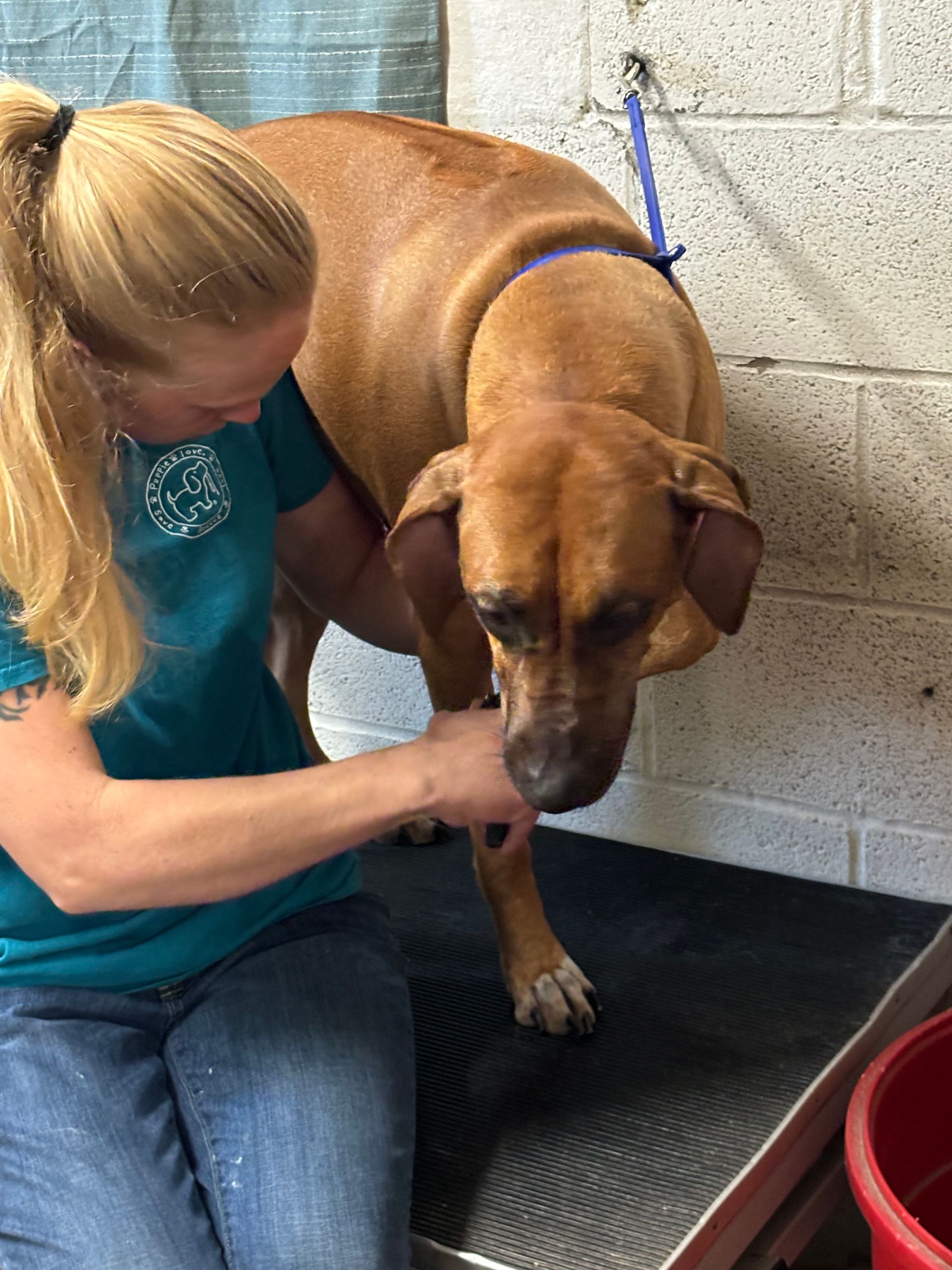 A woman is kneeling down next to a brown dog.