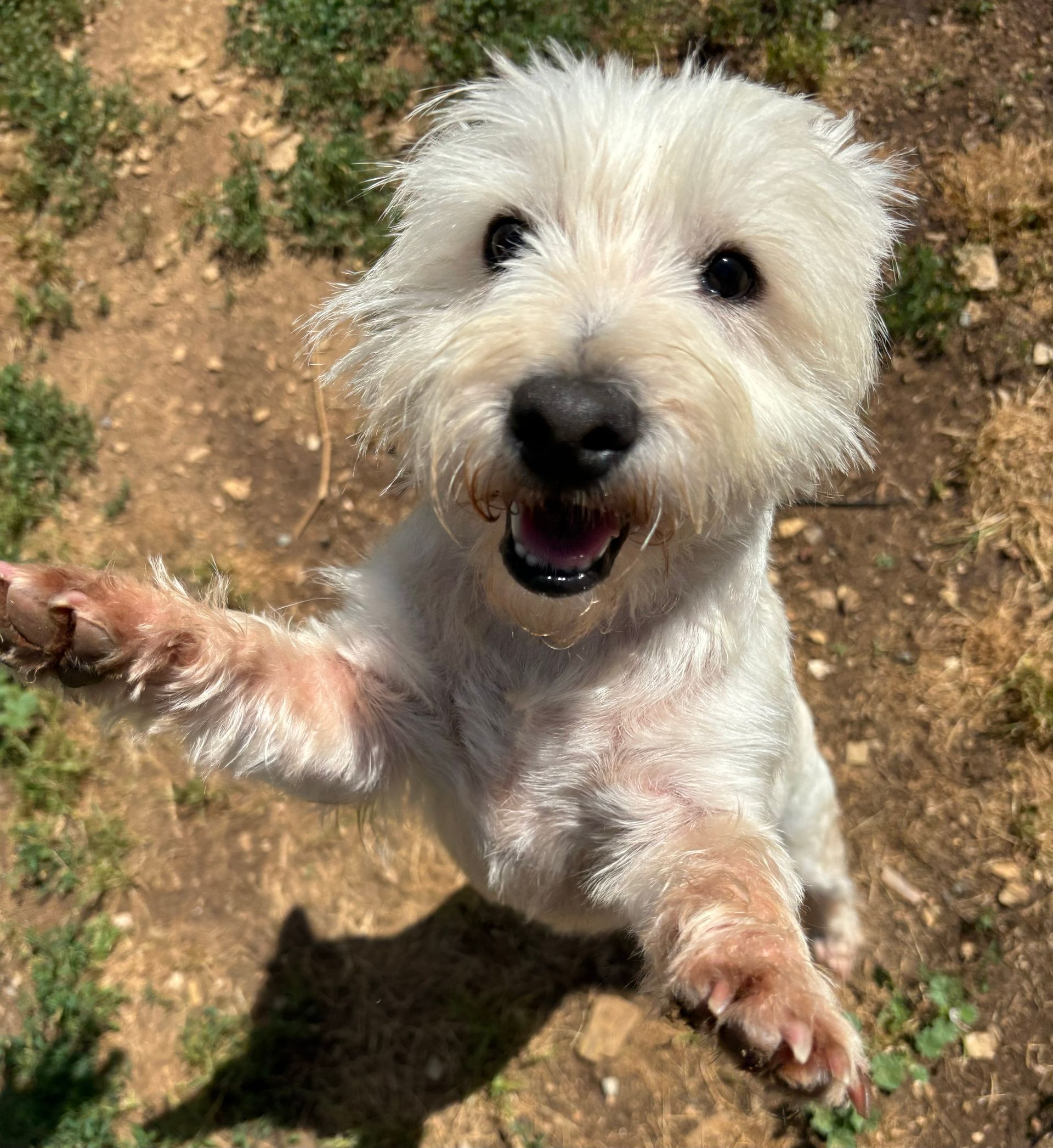 A small white dog is standing on its hind legs and looking up at the camera.
