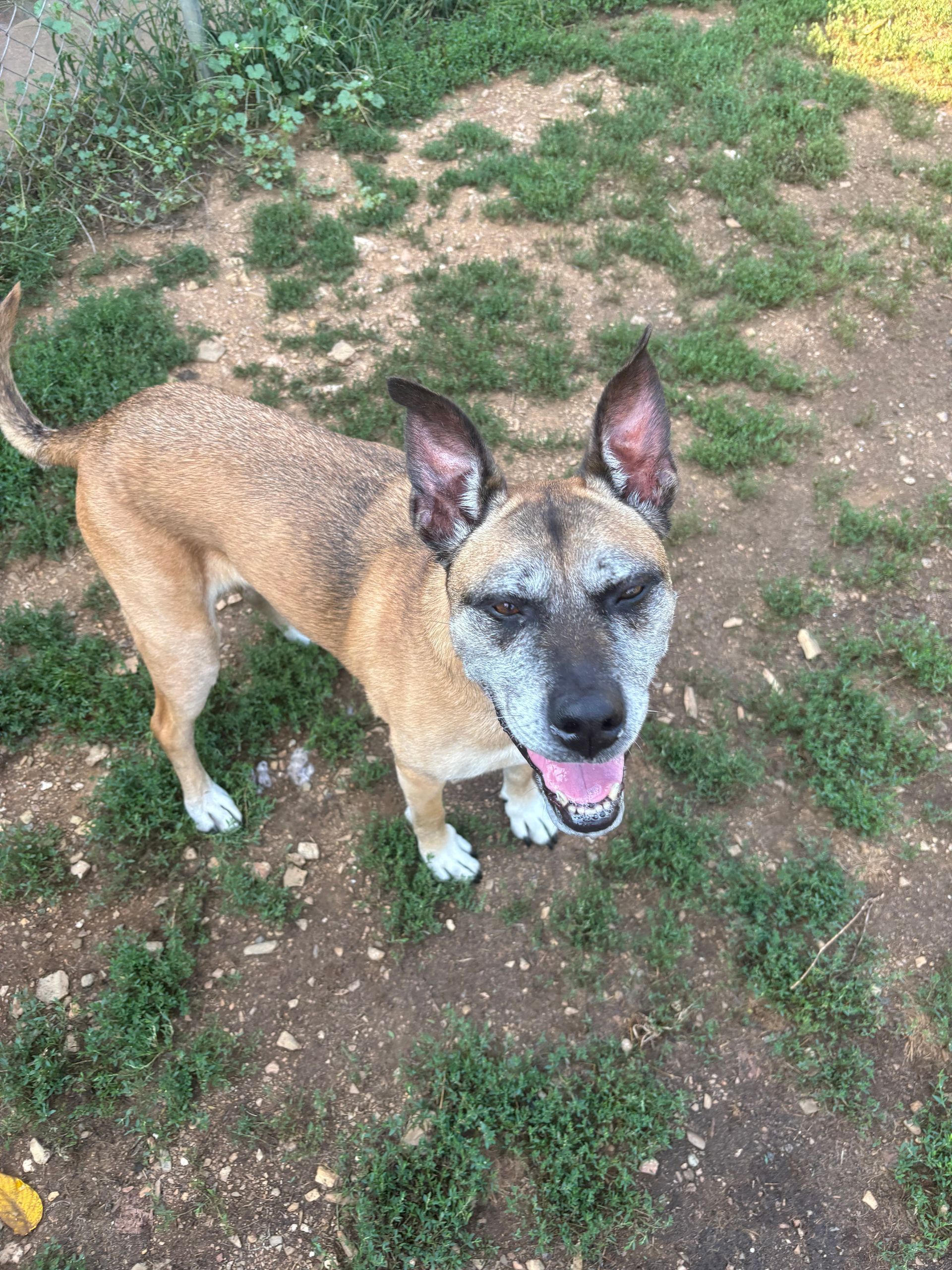 A brown dog is standing in the grass with its tongue out.