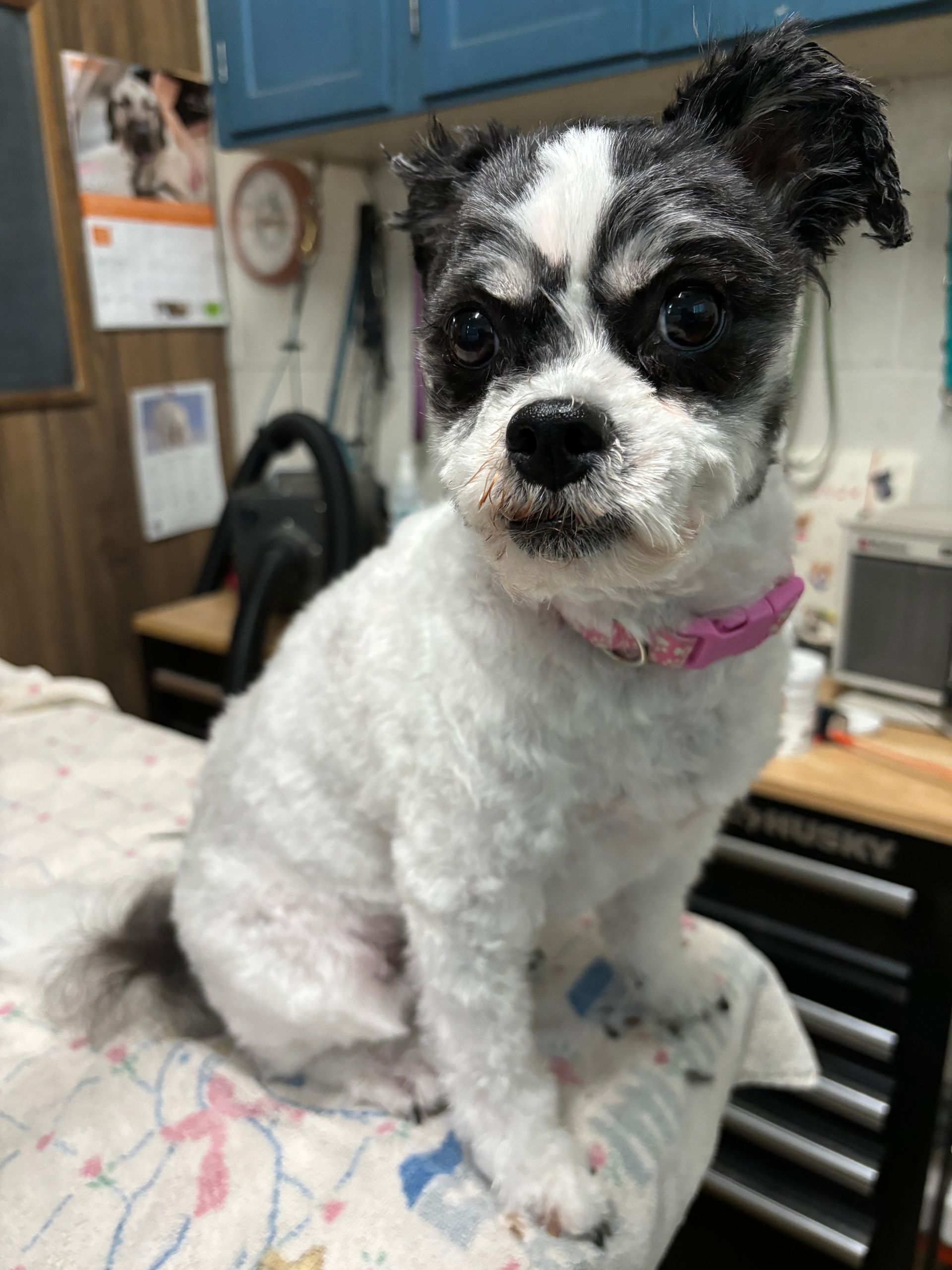 A small black and white dog is sitting on a table.