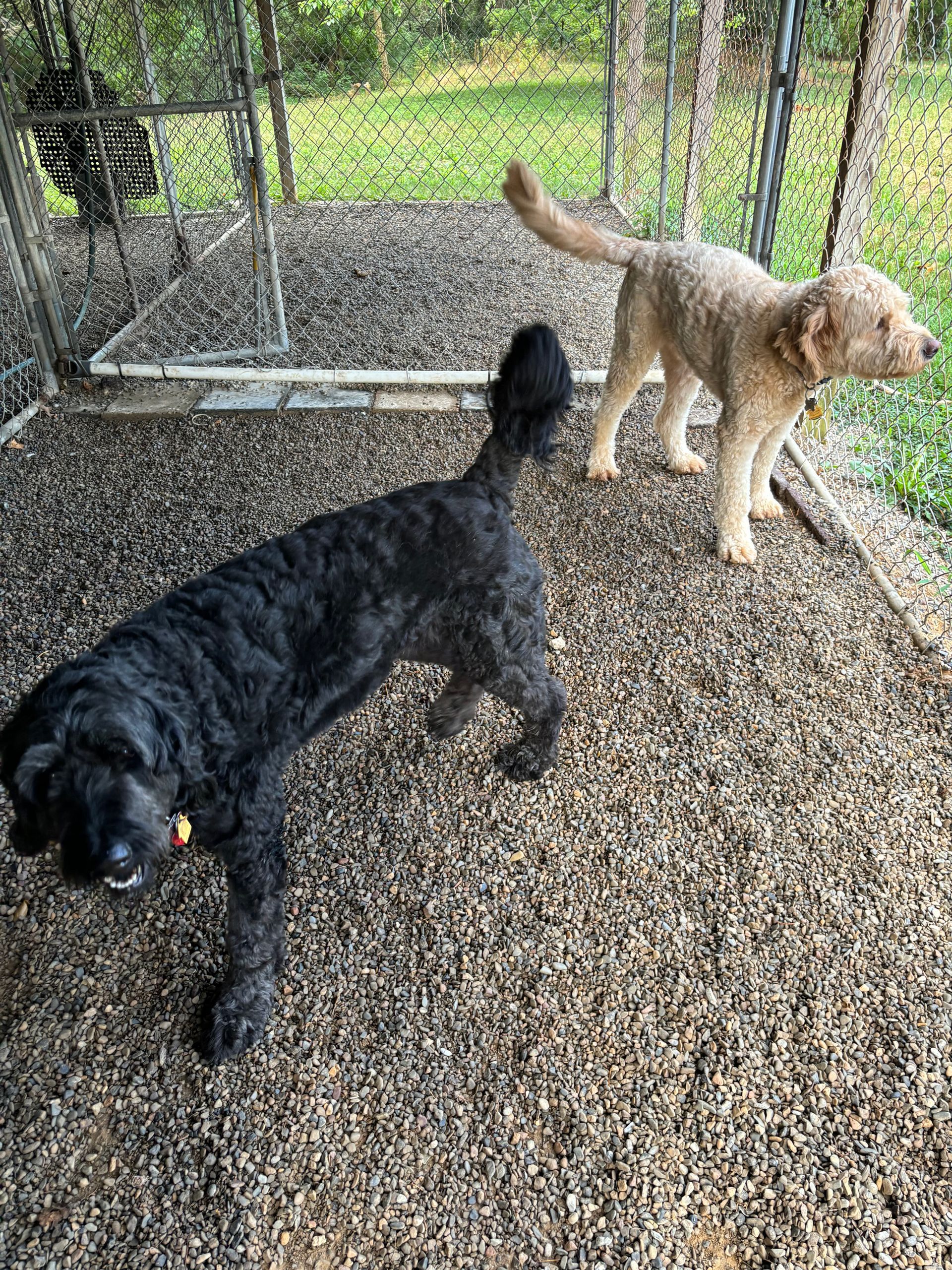 Two dogs are standing next to each other on a gravel path.