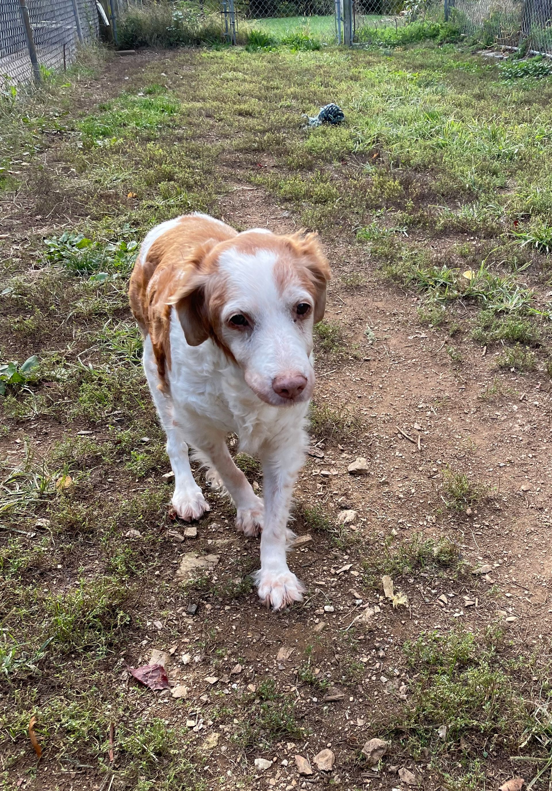 A brown and white dog is standing in the grass.